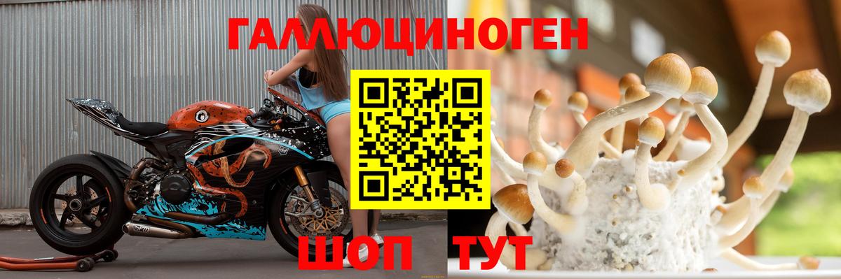 Псилоцибиновые грибы Psilocybe Канск